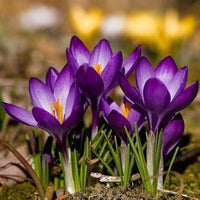 Violet Yellow Crocus Flower seeds for Planting - Shade Tolerant, Heirloom & GMO Free Seeds for Home Garden