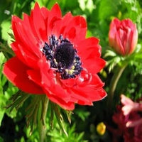 Red Anemone Flower seeds for Planting - Bright Blooms, Heirloom & GMO Free Seeds for Home Garden
 
 Sale for planting in home garden
