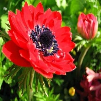 Red Anemone Flower seeds for Planting - Bright Blooms, Heirloom & GMO Free Seeds for Home Garden
 
 Sale for planting in home garden