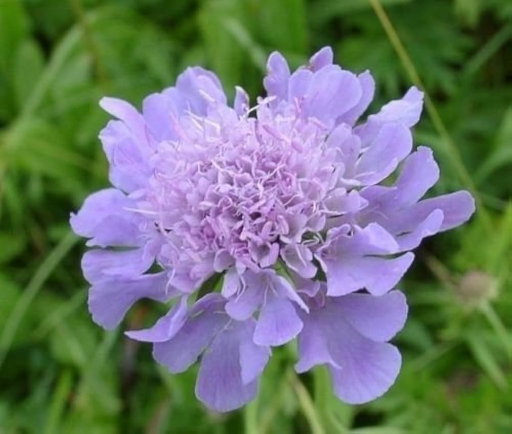 Pincushion Flower seeds for Planting Perfect for Borders Heirloom & GMO Free Seeds for Home Garden