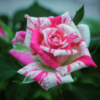 Rose Mixed Color Flower seeds for Planting - Long Bloom Season, Heirloom & GMO Free Seeds for Home Garden
