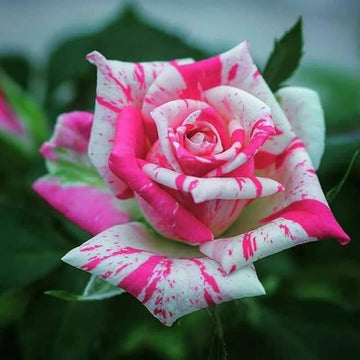 Rose Mixed Color Flower seeds for Planting - Long Bloom Season, Heirloom & GMO Free Seeds for Home Garden