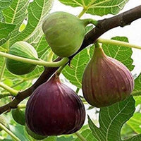 Red Fig Tree Seeds for Planting  Seed for Lush, Sweet Harvests in Gardens and Backyards