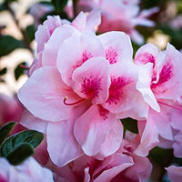 Light Pink Azalea Seeds for Delicate Planting
