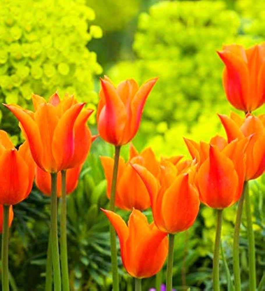 Orange Tulip Flower Seeds for Planting Hardy Variety Heirloom & GMO Free Seeds for Home Garden
 
 Sale