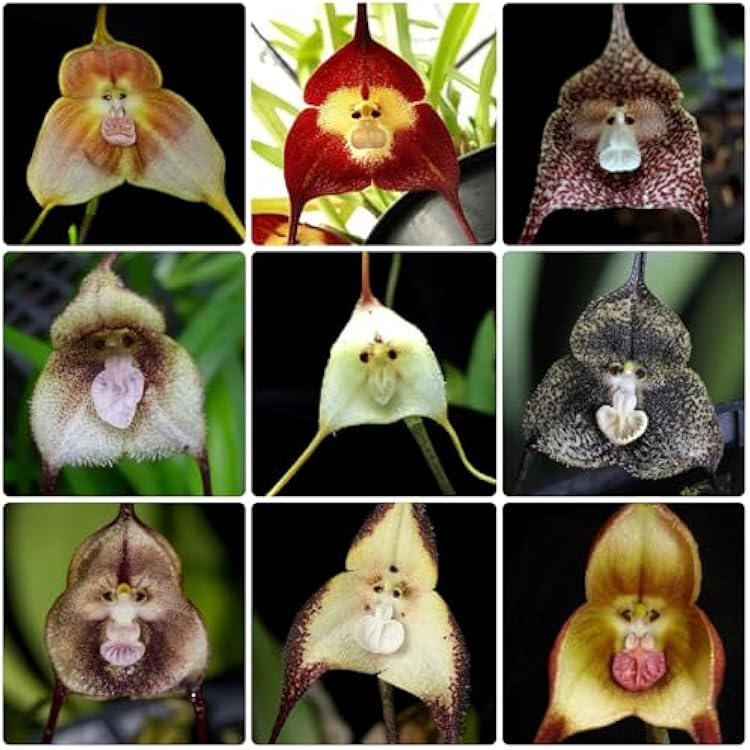 Monkey Orchid Seeds for Planting Unique Mixed Collection