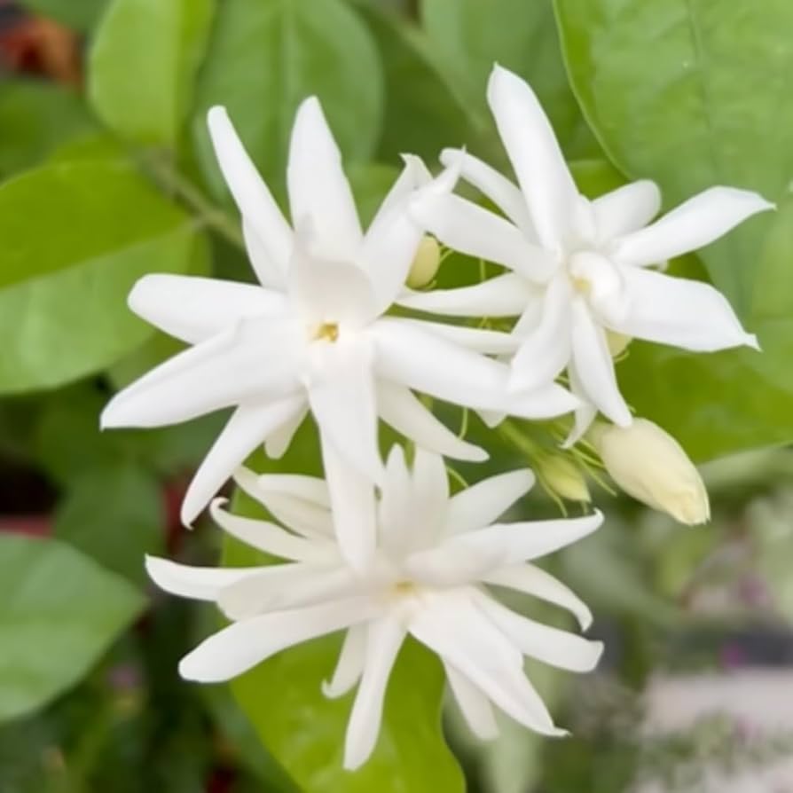 Jasmine Flower seeds for Planting - Colorful Display, Heirloom & GMO Free Seeds for Home Garden