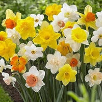 MultiColor Narcissus Flower Seeds for Planting Wildflower Mix Heirloom & GMO Free Seeds for Home Garden
 
 Sale