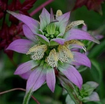 Purple Monarda Punctata Flower seeds for Planting - Seasonal Bloomer, Heirloom & GMO Free Seeds for Home Garden
 
 Sale seeds for home garden