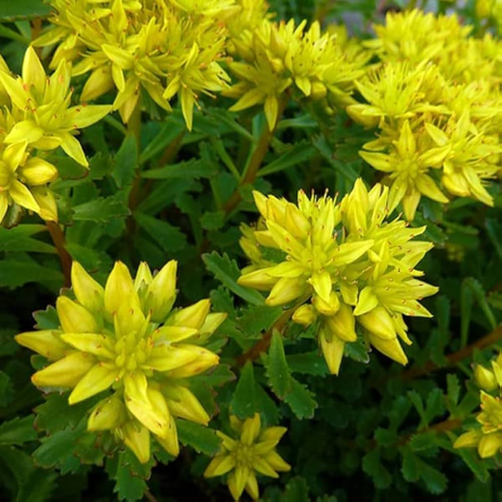 Yellow Sedum Kamtschaticum Flower seeds for Planting - Shade Tolerant, Heirloom & GMO Free Seeds for Home Garden