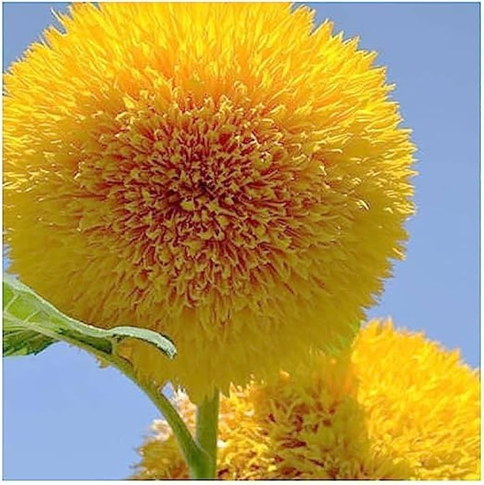 Teddy Sunflower Flower seeds for Planting Sun Loving Heirloom & GMO Free Seeds for Home Garden