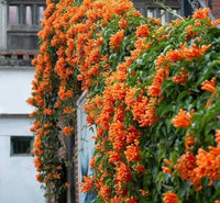 Red Pyrostegia Venusta Flower seeds for Planting Long Bloom Season Heirloom & GMO Free Seeds for Home Garden