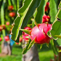 Pitaya Seeds Collection for Easy Planting