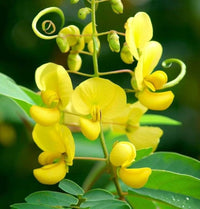 Yellow Cassia Alata Seeds for Planting - Medicinal Benefits