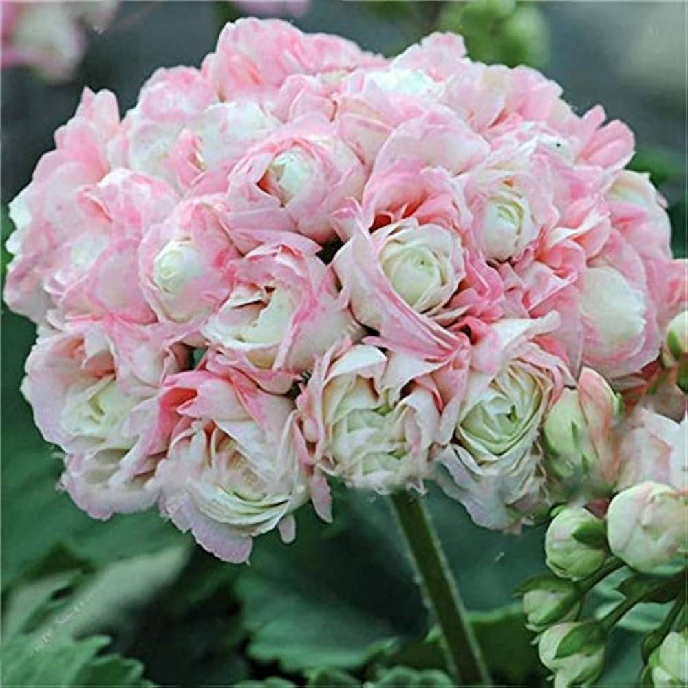 Pink Scented Geranium Flower seeds for Planting - Cottage Garden Essential, Heirloom & GMO Free Seeds for Home Garden
 
 Sale seeds for planting in home garden