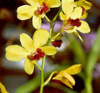 Light Yellow Dendrobium Flower seeds for Planting - Shade Tolerant, Heirloom & GMO Free Seeds for Home Garden