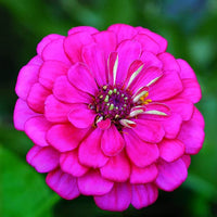 Violet Zinnia Flower seeds for Planting Long Bloom Season Heirloom & GMO Free Seeds for Home Garden