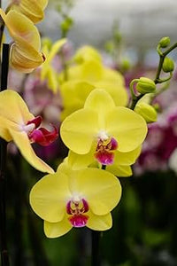 Light Green Phalaenopsis Orchid Flower Seeds for Planting Cut Flower Favorite Heirloom & GMO Free Seeds for Home Garden
 
 Sale