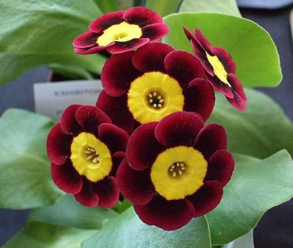 Lavender Primula Flower seeds for Planting - Perfect for Borders, Heirloom & GMO Free Seeds for Home Garden