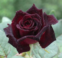 Rose Seeds for Garden for Beautiful, Classic Flower Blooms