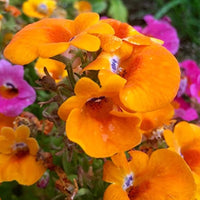 Orange Nemesia Flower seeds for Planting - Seasonal Bloomer, Heirloom & GMO Free Seeds for Home Garden