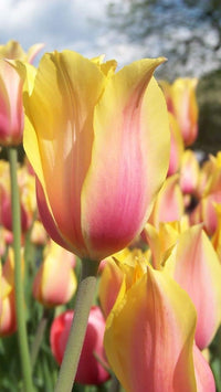Yellow & Pink F Tulip lower seeds for Planting - Perfect for Borders, Heirloom & GMO Free Seeds for Home Garden
 
 Sale for planting in home garden.