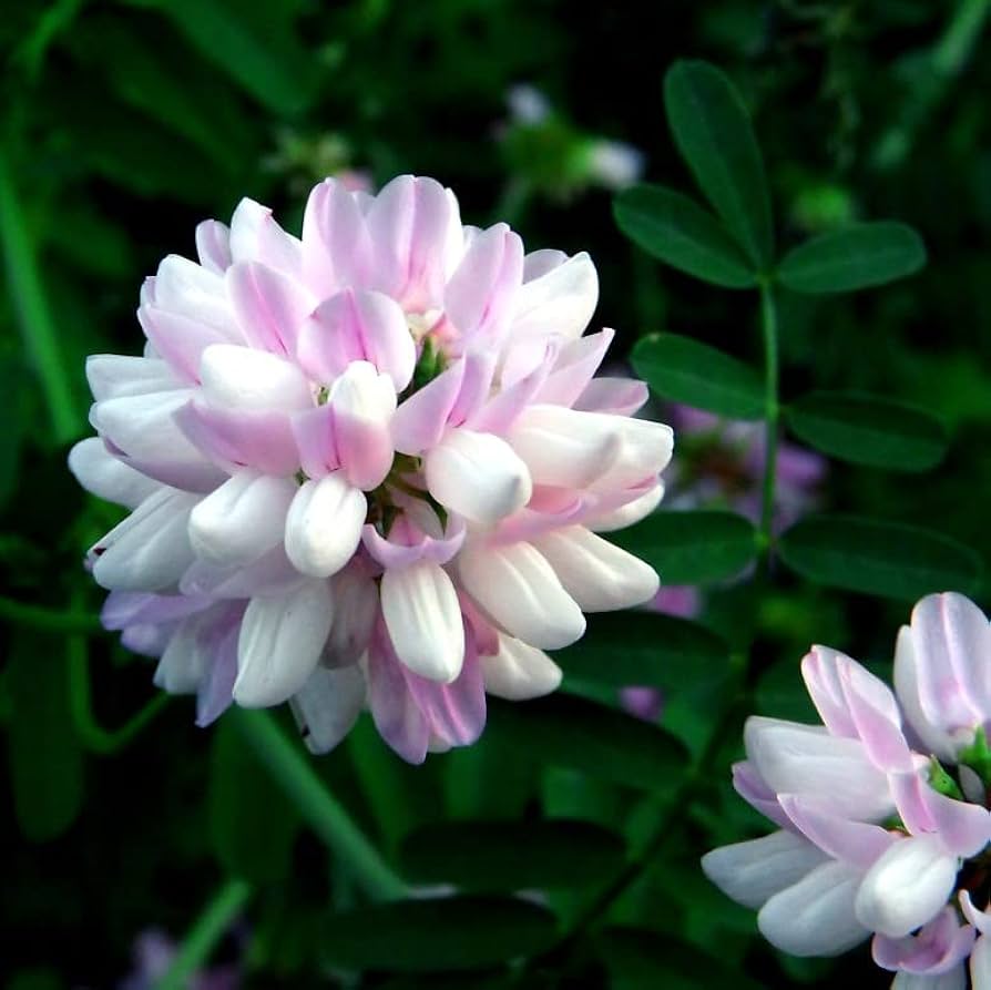 Violet Coronilla Flower seeds for Planting Fragrant Blossoms Heirloom & GMO Free Seeds for Home Garden
 
 Sale