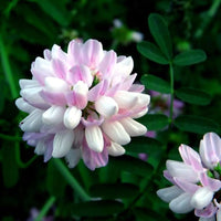 Violet Coronilla Flower seeds for Planting Fragrant Blossoms Heirloom & GMO Free Seeds for Home Garden
 
 Sale