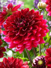 Deep Red Dahlia Flower seeds for Planting - Shade Tolerant, Heirloom & GMO Free Seeds for Home Garden