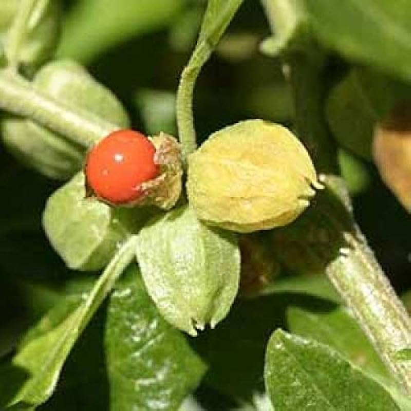 Orange Somnifera Flower seeds for Planting - Bright Blooms, Heirloom & GMO Free Seeds for Home Garden