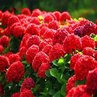 Deep Red Hydrangea Flower seeds for Planting Hardy Variety Heirloom & GMO Free Seeds for Home Garden 
 
 Sale