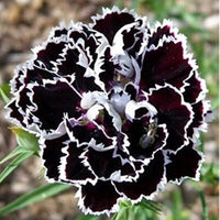 Carnations Black Flower seeds for Planting - Drought Tolerant, Heirloom & GMO Free Seeds for Home Garden