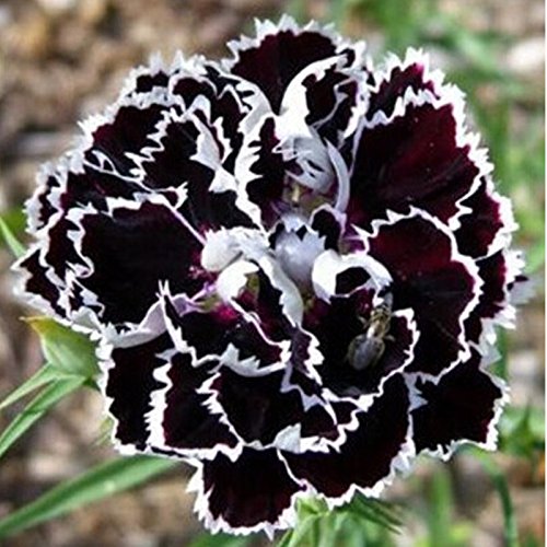 Black White Carnation Flower seeds for Planting Pollinator Friendly Heirloom & GMO Free Seeds for Home Garden