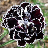 Black White Carnation Flower seeds for Planting Pollinator Friendly Heirloom & GMO Free Seeds for Home Garden