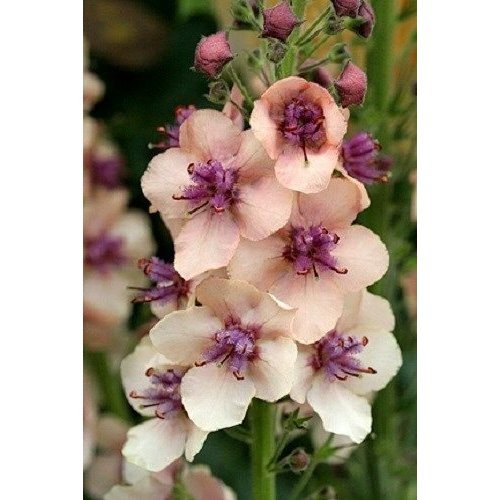 Cream Verbascum Flower seeds for Planting - Perfect for Borders, Heirloom & GMO Free Seeds for Home Garden