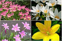 Mixed Rain Lily Seeds for Planting