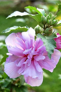 Sharon Flower seeds for Planting Wildflower Mix Heirloom & GMO Free Seeds for Home Garden