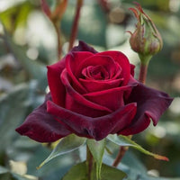 Deep Red Rose Flower seeds for Planting - Garden Favorite, Heirloom & GMO Free Seeds for Home Garden