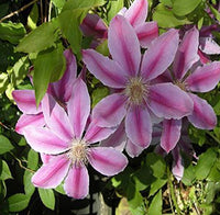 Pink Clematis Flower Seeds for Planting Cut Flower Favorite Heirloom & GMO Free Seeds for Home Garden
 
 Sale
