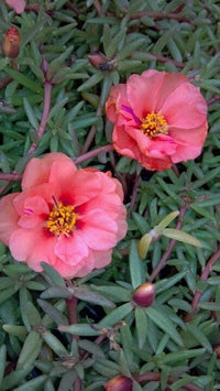 Sundial Peach Portulaca Moss Rose Flower seeds for Planting, Fragrant Blossoms Heirloom & GMO Free Seeds for Home Garden