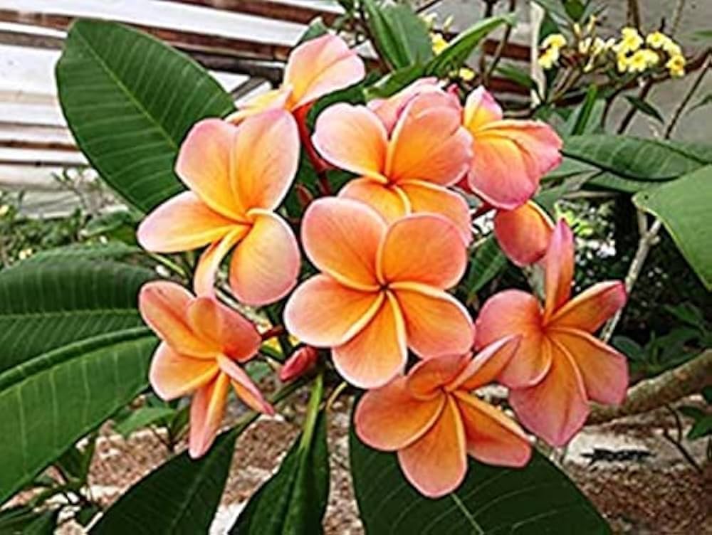 Peach Frangipani Flower seeds for Planting - Sun Loving, Heirloom & GMO Free Seeds for Home Garden