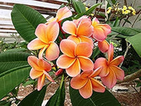 Peach Frangipani Flower seeds for Planting - Sun Loving, Heirloom & GMO Free Seeds for Home Garden
