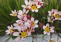 Pink Yellow Sparaxis Flower Seeds for Planting Fragrant Blossoms Heirloom & GMO Free Seeds for Home Garden
 
 Sale