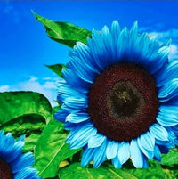 Sunflower Helianthus annuus seeds for planting