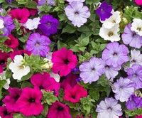 Petunia Hybrida Balcony Flowers Seeds
