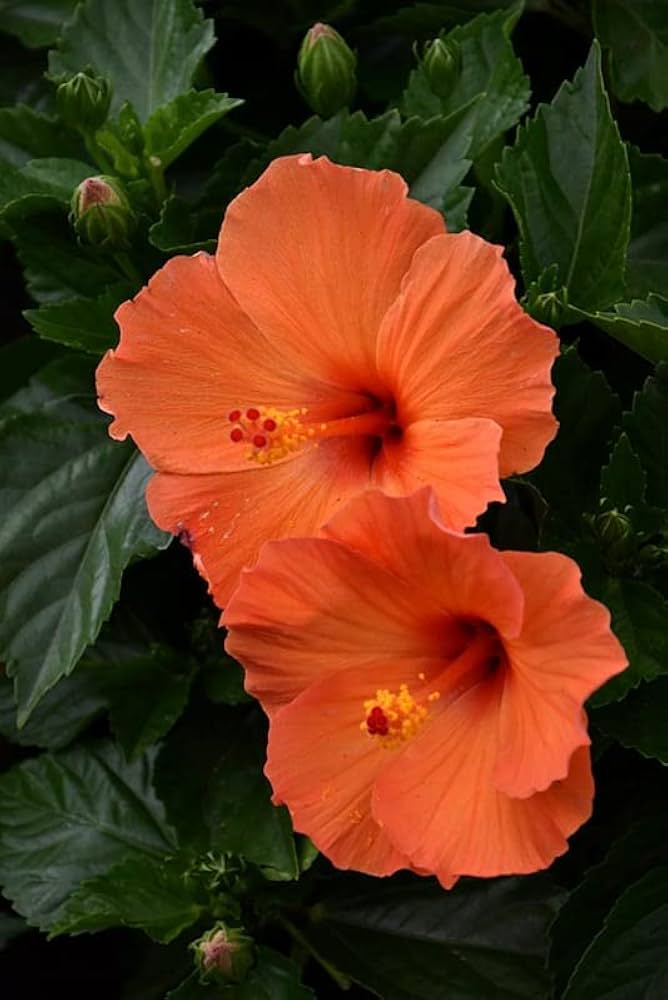 Hibiscus Orange Seeds for Planting - Stunning Tropical Blooms