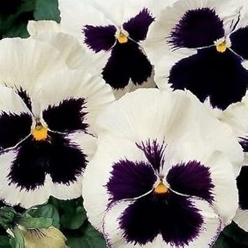 White & Black Pansy Flower seeds for Planting - Perfect for Borders, Heirloom & GMO Free Seeds for Home Garden
 
 Sale for planting in home garden.