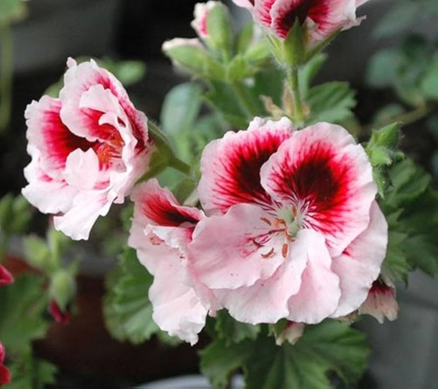 Light Yellow Univalve Geranium Flower seeds for Planting - Sun Loving, Heirloom & GMO Free Seeds for Home Garden