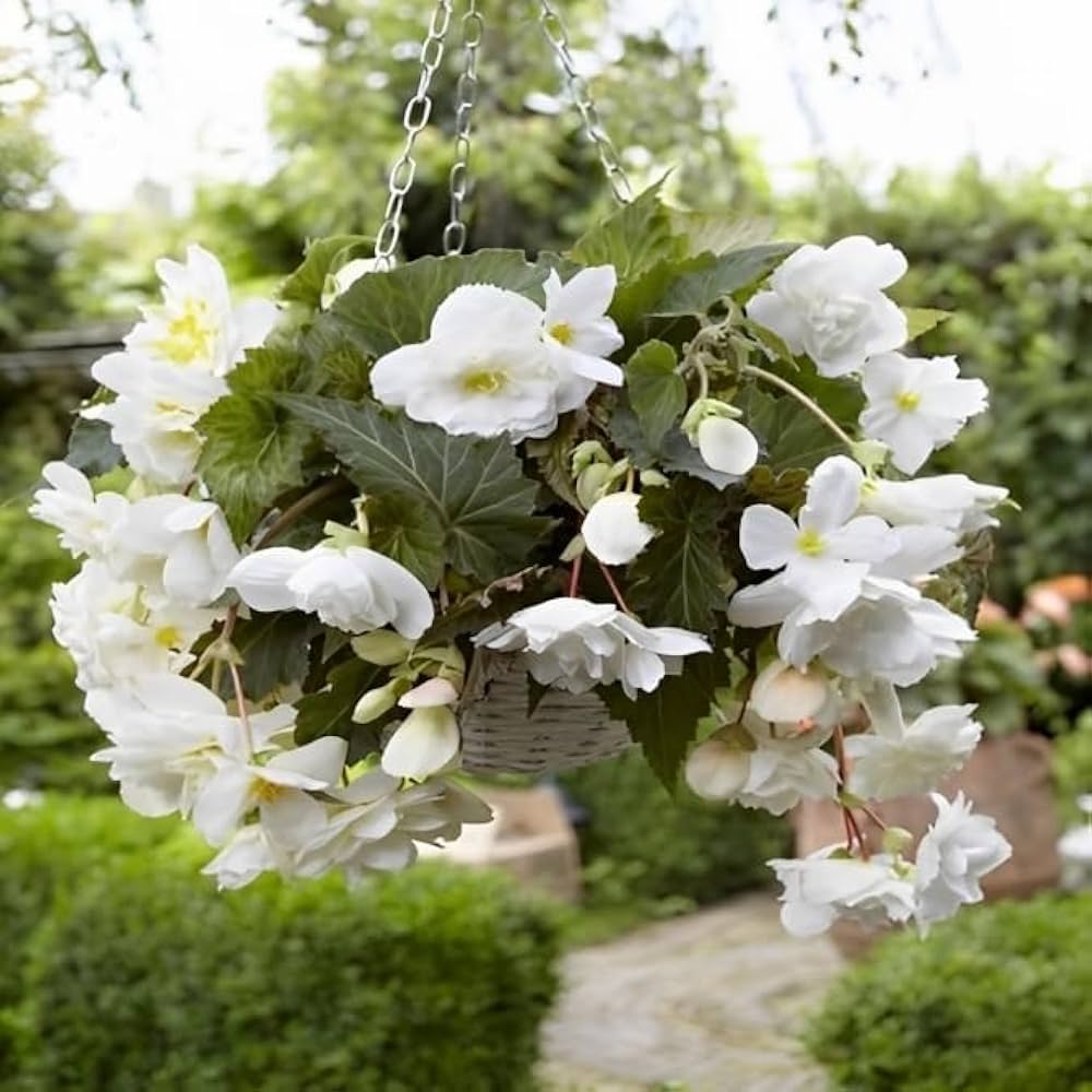 Begonia White Flower seeds for Planting - Wildflower Mix, Heirloom & GMO Free Seeds for Home Garden