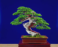 Wacholder Bonsai Tree Seeds for Planting home garden flower bed